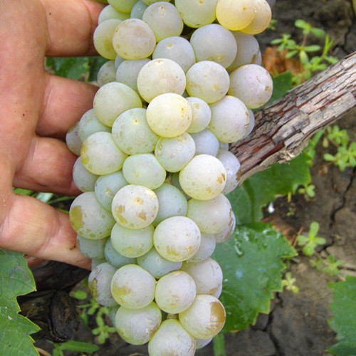 Cаджанці винограду Олег (черенкований) - 1-річний Чернівці - фото 1