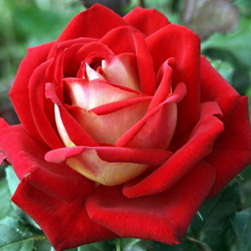 Саженцы чайно-гибридных роз Нью Фэшн (привитый) Черновцы - изображение 3