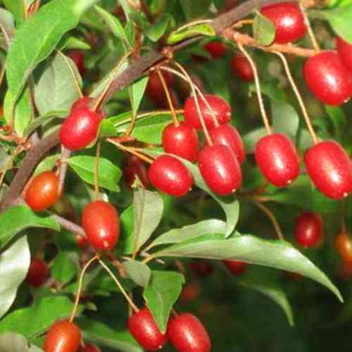 Саженцы гуми Монерон - 2-летний Черновцы