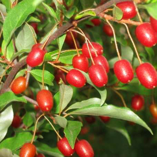 Саджанці гумі Монерон - 2-річний Чернівці - фото 2