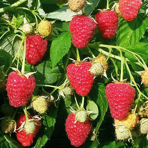 Саджанці малини Казка (черенкований) - 1-річний Чернівці - фото 1