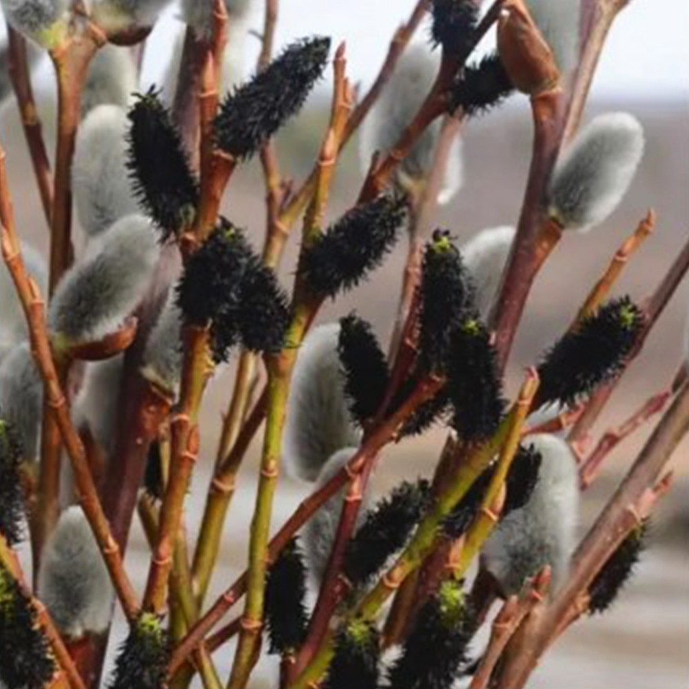 Саженцы ивы на штамбе Меланостахис (привитый) Черновцы - изображение 1