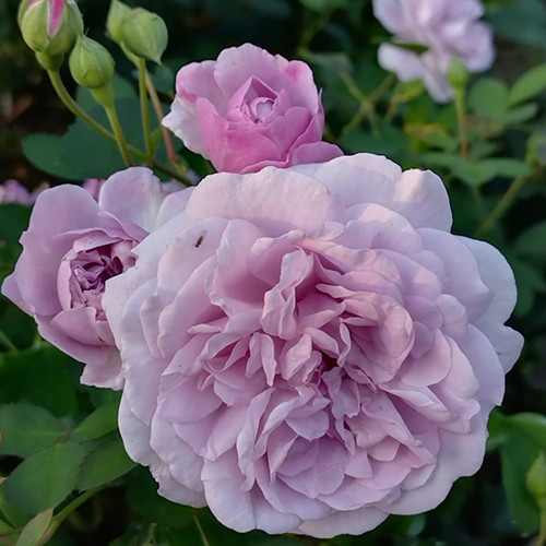 Саджанці троянд Рейні Блу (привитий) - 2-річний Чернівці - фото 1