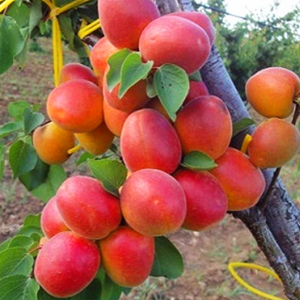 Саженцы абрикоса Фарбели (привитый) - 2-летний Черновцы - изображение 1