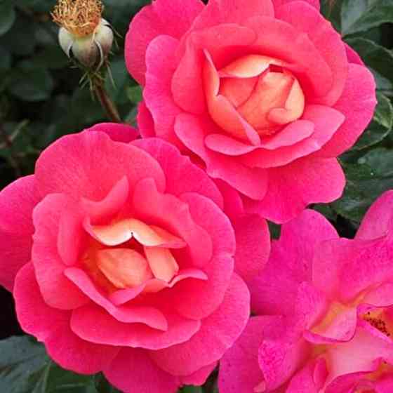 Саджанці чайно-гібридних троянд Шанті (привитий) Чернівці