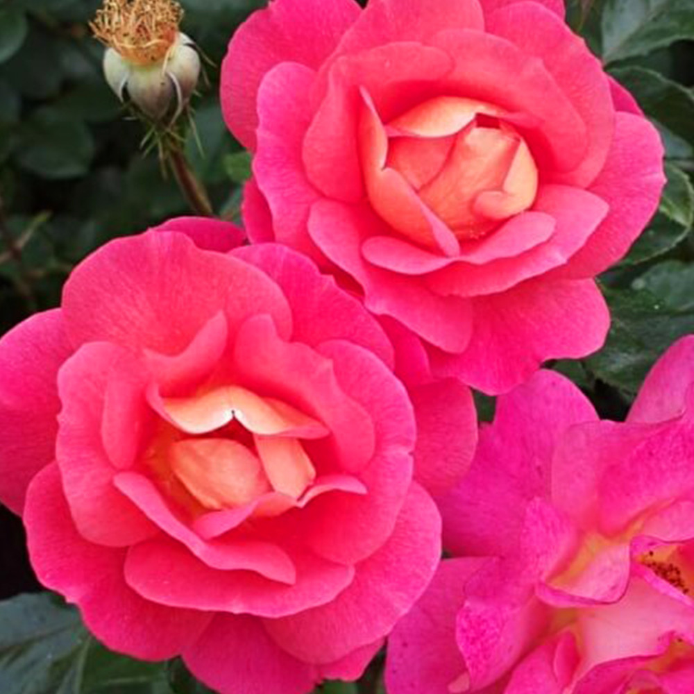 Саджанці чайно-гібридних троянд Шанті (привитий) Чернівці - фото 3