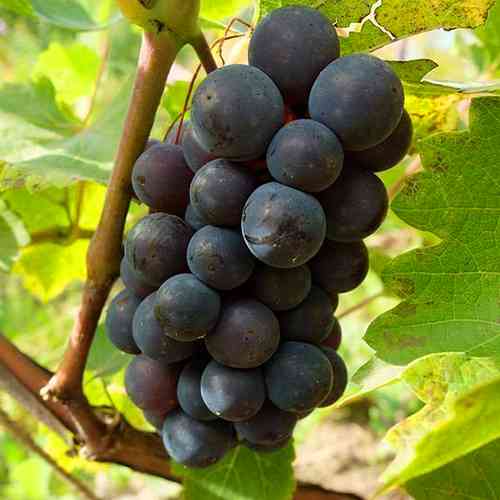 Cаджанці винограду Левокумский (черенкований) - 2-річний Чернівці