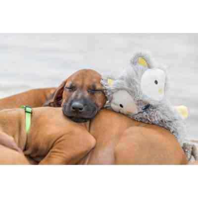 Іграшка для собак Trixie Для цуценят звисаюча Плюш 33 см (4011905361796) Вінниця