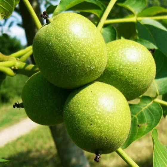 Саженцы грецкого ореха Буковинский 1 - 3-летний Черновцы