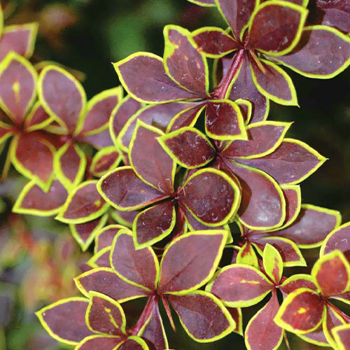 Саженцы барбариса Корона (черенкованный) - 2-летний Черновцы - изображение 1