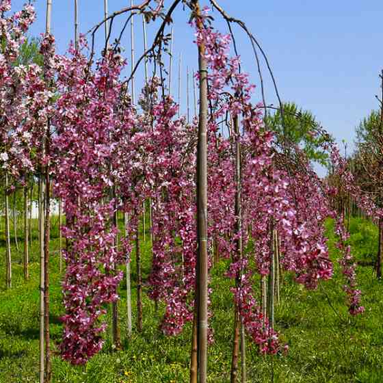 Саженцы яблони на штамбе Роял Б'юти (привитый) Черновцы