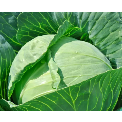 Капуста білоголова Кам'яна голова 1гр Смачний Житомир - фото 2