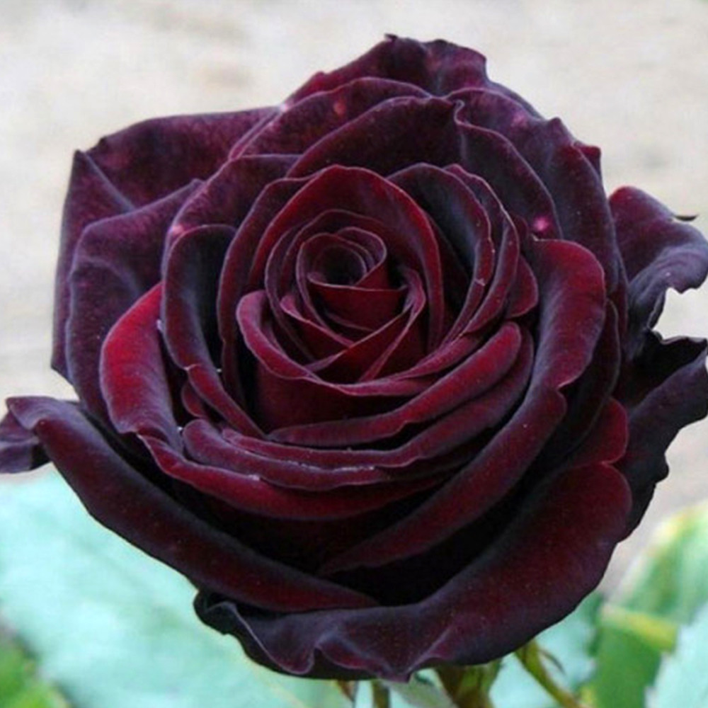 Саженцы чайно-гибридных роз Фиджа Негро (привитый) Черновцы - изображение 1