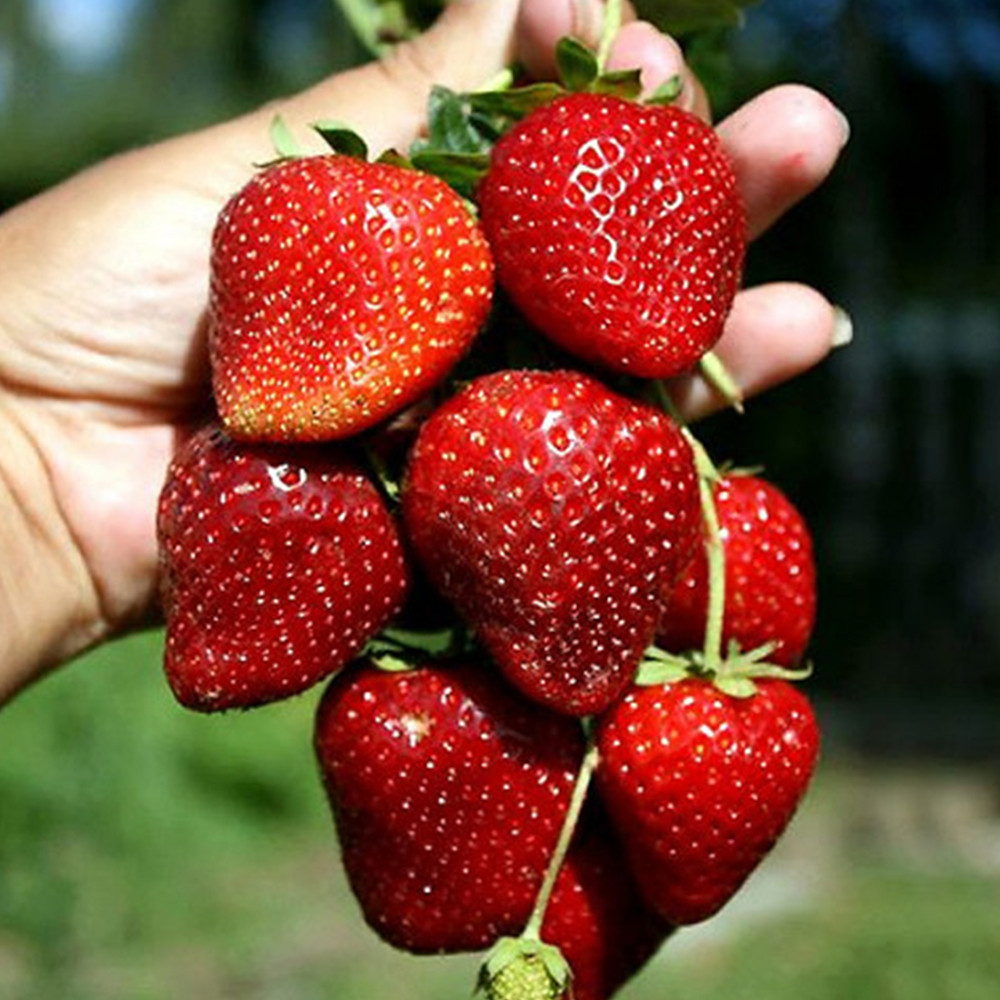 Саженцы клубники Кабрилло (10 штук) (ремонтантная) - 1-летний Черновцы - изображение 3