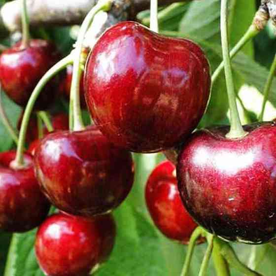 Саджанці черешні Червона Королева (привитий) - 1-річний Чернівці