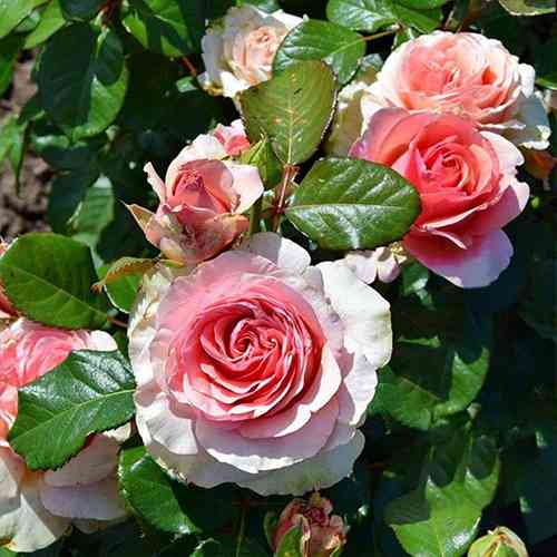 Саджанці троянд Кінг Конг (привитий) - 2-річний Чернівці