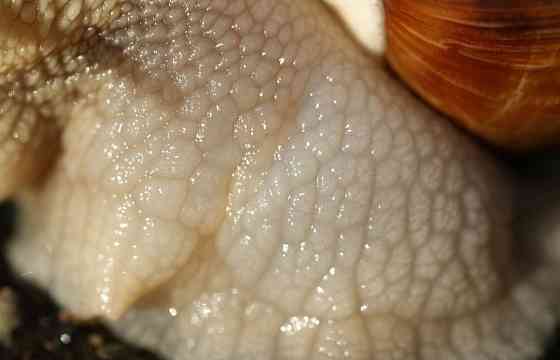 Объектив Minolta AF 50mm f/2.8 Macro Киев