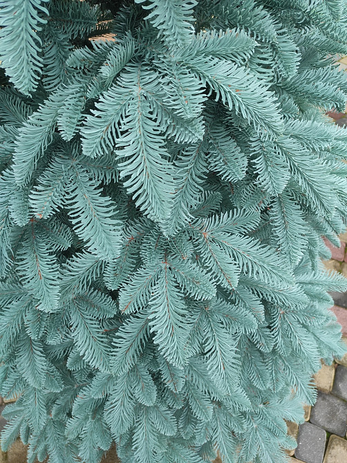 Елка искусственная новогодняя «Литая Канадская» голубая 1.5 / 1.8 / 2.1 / 2.3 / 2.5 м Киев - изображение 3
