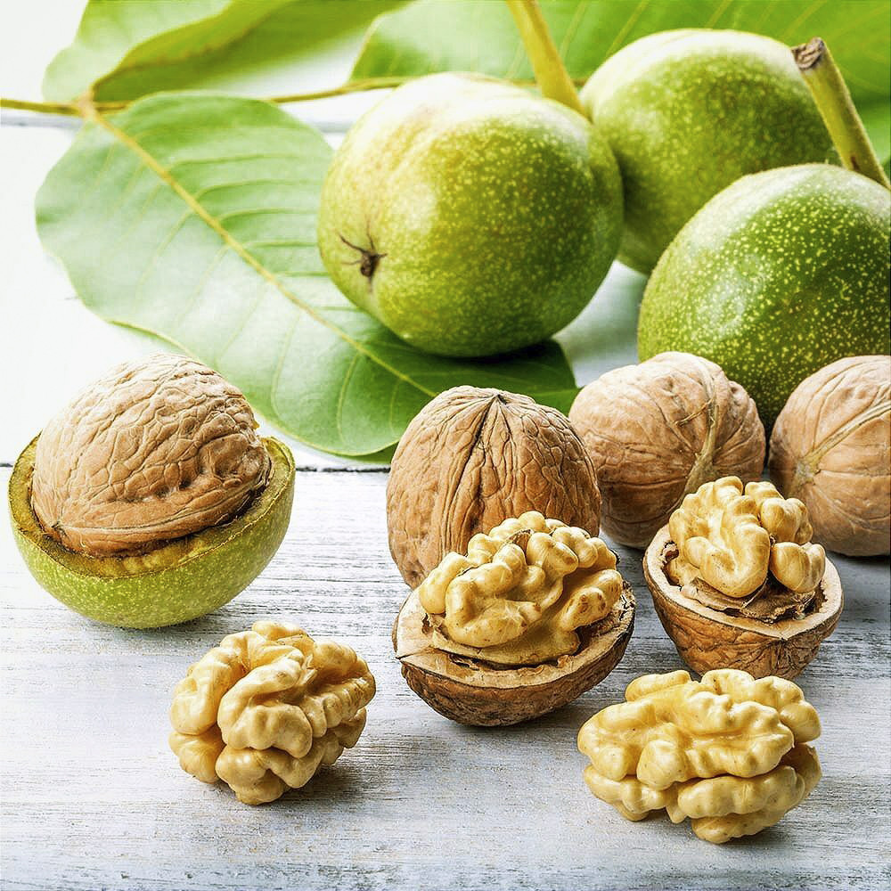 Саджанці грецького горіха Королівський (привитий) - 1-річний Чернівці - фото 1