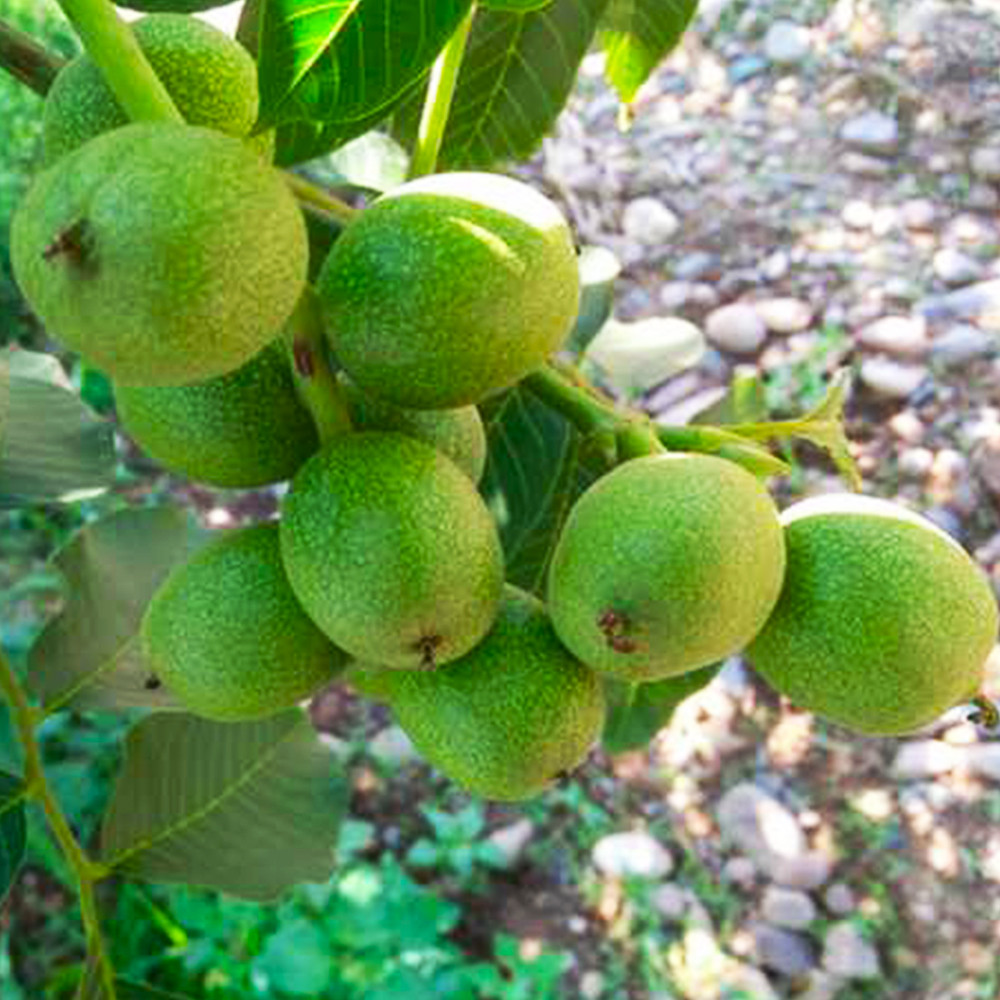 Саджанці грецького горіха Коренівський - 3-річний Чернівці - фото 1