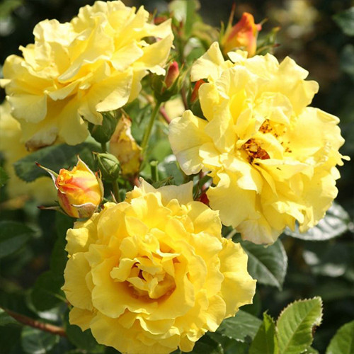 Саженцы роз Лючия (привитый) - 2-летний Черновцы - изображение 1