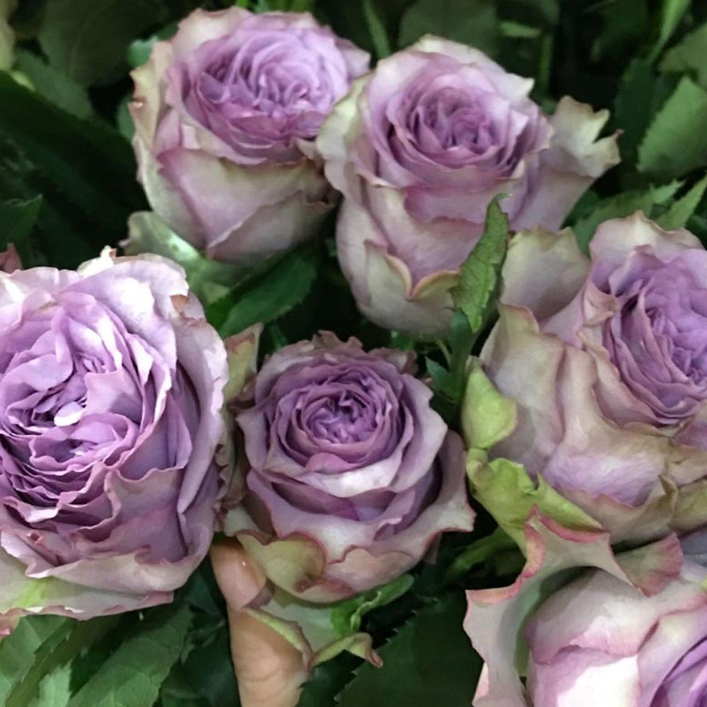 Саджанці чайно-гібридних троянд Дольчетто (привитий) Чернівці - фото 3