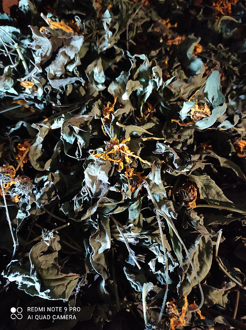 Топинамбур (лист и цветки), 100г master sem Киев - изображение 1