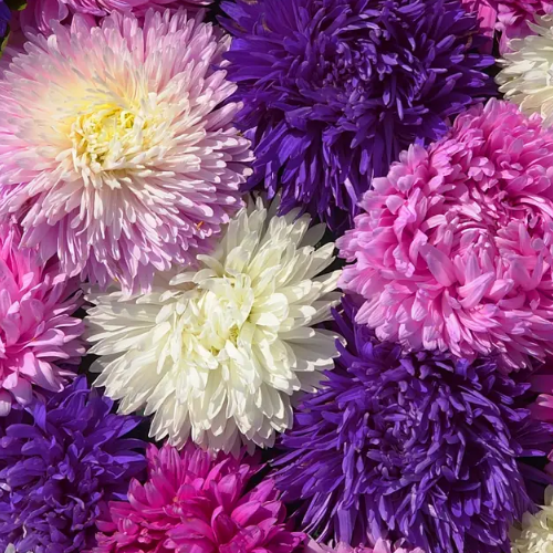 Айстра китайська Аполонія (зріз 70см) 0,3гр Професійне насіння Житомир - изображение 3