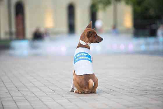 Майка для собак WAUDOG Clothes малюнок "Сміливість", S40, B 50-56 см, С 29-34 см Коломия