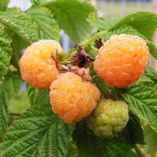 Саженцы малины Голден Квин (черенкованный) - 1-летний Черновцы - изображение 1