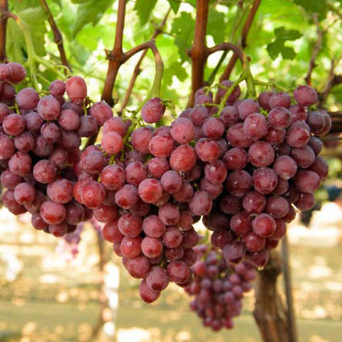 Саженцы винограда Джек Салют (черенкованный) - 2-летний Черновцы - изображение 1