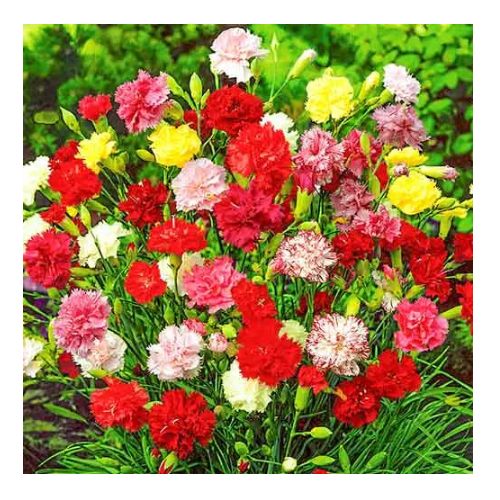 Гвоздика садова Гренадін суміш 0,2гр Професійне насіння Житомир - фото 3