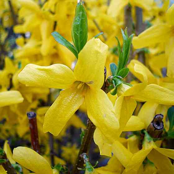 Саженцы форзиции Европейская (черенкованный) - 1-летний Черновцы