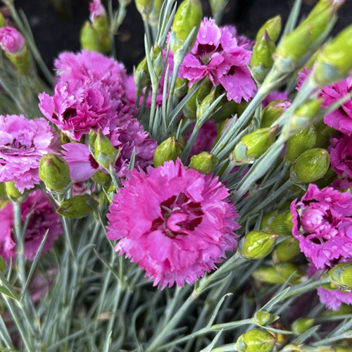 Саджанці гвоздики Альпійська Рожева (черенкований) - 2-річний Чернівці - фото 1