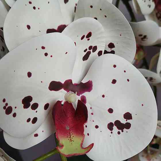 Штучна латексна орхідея VIP у керамічному кашпо графіт на три гілки білих з бордовою точкою Дніпро