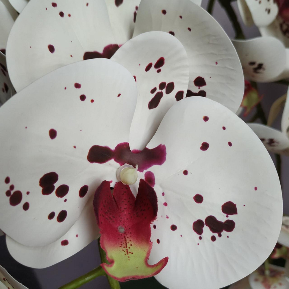Штучна латексна орхідея VIP у керамічному кашпо графіт на три гілки білих з бордовою точкою Дніпро - фото 5