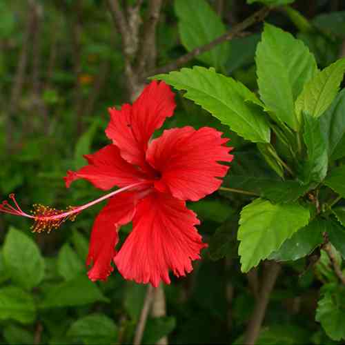 Саженцы гибискуса Роза-Синенсис (черенкованный) - 2-летний Черновцы