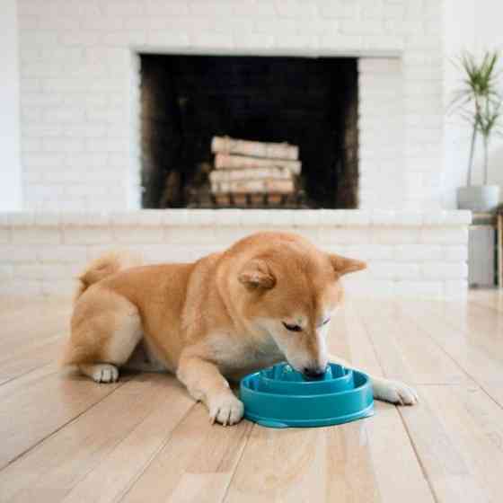 Миска лабиринт для медленного кормления собак Outward Hound Fun Feeder Drop (Аутвард Хаунд Фан Фидер Дроп) Запорожье