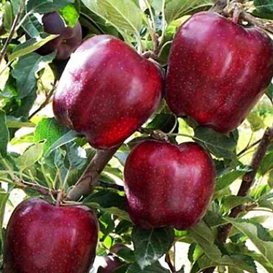 Саджанці яблуні Джеремі (привитий) - 2-річний Чернівці