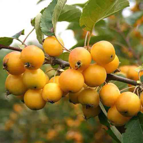 Саженцы яблони на штамбе Желтое райское яблочко (привитый) - 2-летний Черновцы