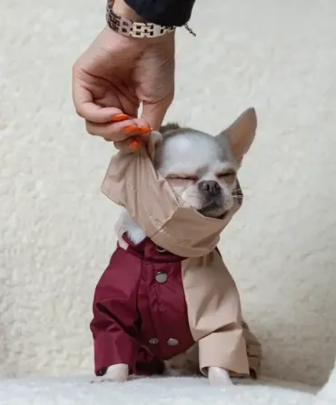 Дощовики для собак з тонкою підкладкою комбінезон трансформер Dogs Bomba, знімні штани та капюшон марсала 6 Одеса