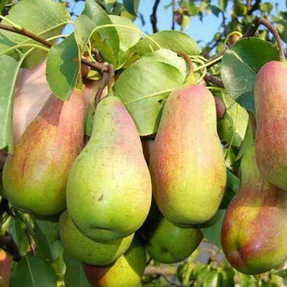 Саженцы груши Парижанка (привитый) - 2-летний Черновцы - изображение 2