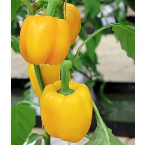 Перець Каліфорнійське чудо жовтий 0,3гр Смачний Житомир