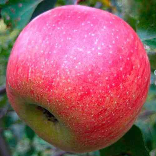 Саджанці яблуні Старк (привитий) - 1-річний Чернівці