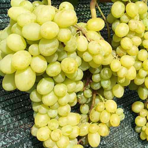 Саженцы винограда Шерлок (черенкованный) - 1-летний Черновцы