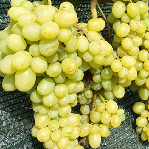 Cаджанці винограду Шерлок (черенкований) - 1-річний Чернівці - фото 1