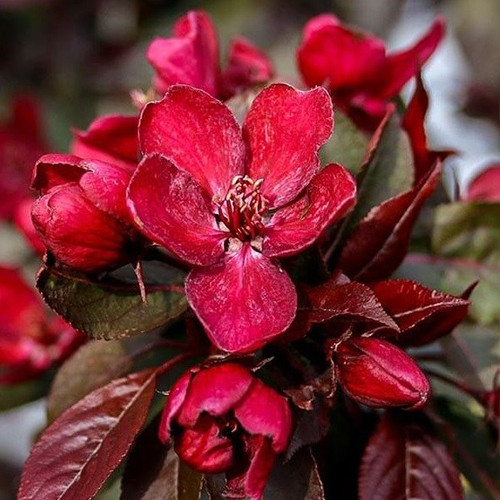 Саджанці яблуні Роялті (привитий) - 2-річний Чернівці - фото 1