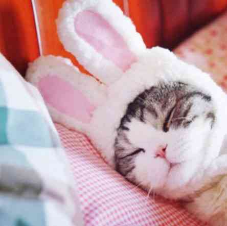 Шапочка для кота кошки Ушки Киев