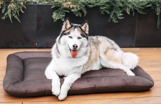Лежак для собак и котов Happy Peppy (Хэппи Пеппи) Cloud 75х90 см, Коричневый Запорожье - изображение 3