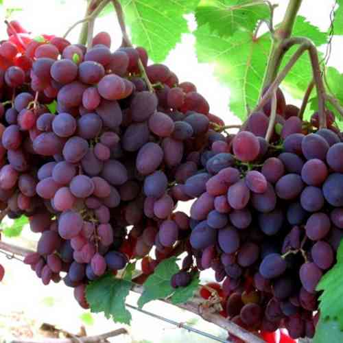 Саженцы винограда Кишмиш Запорожский (черенкованный) - 2-летний Черновцы